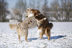 Australian Shepherds playing together