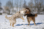 Australian Shepherds playing together