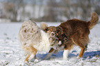 Australian Shepherds playing together