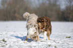 Australian Shepherds playing together