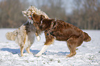 Australian Shepherds playing together