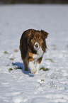 red tri Australian Shepherd in snow