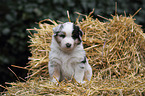 Australian Shepherd Puppy