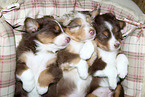 Australian Shepherd Puppies