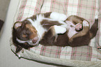 Australian Shepherd Puppy