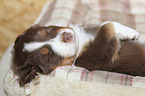 Australian Shepherd Puppy