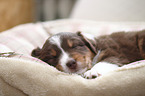 Australian Shepherd Puppy