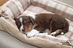 Australian Shepherd Puppy