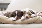 Australian Shepherd Puppies