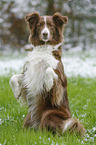 Australian Shepherd