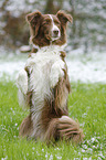 Australian Shepherd