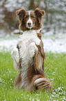 Australian Shepherd