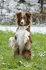 Australian Shepherd