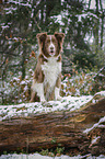 standing Australian Shepherd