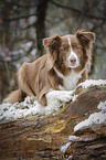 lying Australian Shepherd