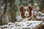 lying Australian Shepherd