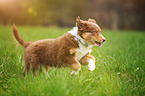 young Australian Shepherd