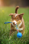 young Australian Shepherd