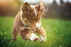 young Australian Shepherd