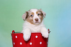 Australian Shepherd Puppy