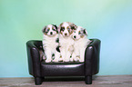 Australian Shepherd Puppies