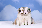 2 Australian Shepherd Puppies