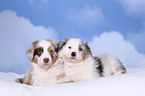 2 Australian Shepherd Puppies