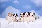 Australian Shepherd Puppies