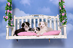 Australian Shepherd Puppies