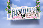 Australian Shepherd Puppies