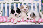 Australian Shepherd Puppies