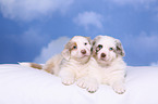 2 Australian Shepherd Puppies