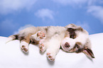 Australian Shepherd Puppy