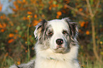 Australian Shepherd Portrait