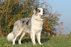 standing Australian Shepherd