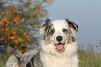 Australian Shepherd Portrait