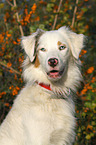 Australian Shepherd Portrait