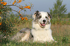 lying Australian Shepherd