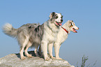 2 Australian Shepherds