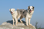 2 Australian Shepherds