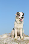 sitting Australian Shepherd