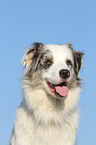 Australian Shepherd Portrait