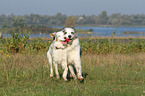 2 playing Australian Shepherds