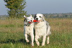 2 playing Australian Shepherds