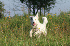 running Australian Shepherd