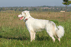 standing Australian Shepherd