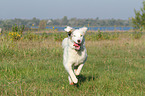 running Australian Shepherd