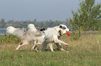 2 playing Australian Shepherds