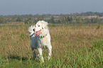 running Australian Shepherd