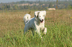 running Australian Shepherd